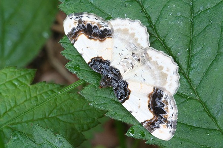 Ligdia adustata &copy; No machine-readable author provided. <a href="//commons.wikimedia.org/wiki/User:Svdmolen" title="User:Svdmolen">Svdmolen</a> assumed (based on copyright claims).