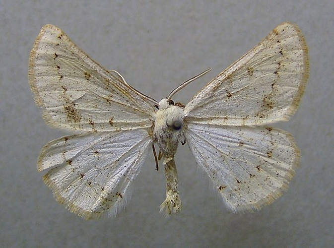 Dyscia conspersaria © <a href="//commons.wikimedia.org/wiki/User:Dumi" title="User:Dumi">Dumi</a>