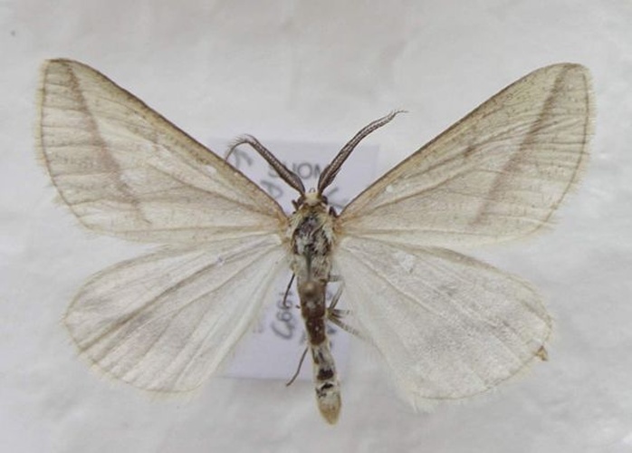 Aspitates gilvaria © <ul>
<li>
<a href="//commons.wikimedia.org/wiki/File:Lepidoptera_of_Kurjenrahka.jpg" title="File:Lepidoptera of Kurjenrahka.jpg">Lepidoptera_of_Kurjenrahka.jpg</a>: J. Albert Vallunen (<a href="//commons.wikimedia.org/wiki/User:Albval" title="User:Albval">Albval</a>)</li>
<li>derivative work: J. Albert Vallunen (<a href="//commons.wikimedia.org/wiki/User:Albval" title="User:Albval">Albval</a>)</li>
</ul>