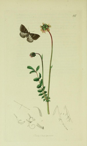 Aleucis distinctata &copy; Curtis