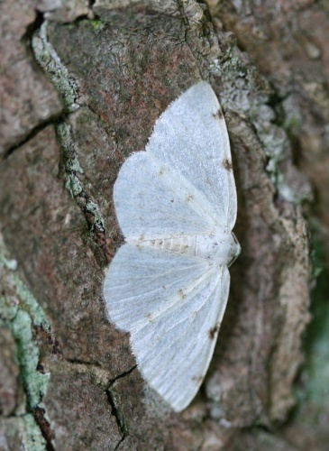 Lomographa bimaculata &copy; No machine-readable author provided. <a href="//commons.wikimedia.org/wiki/User:Svdmolen" title="User:Svdmolen">Svdmolen</a> assumed (based on copyright claims).