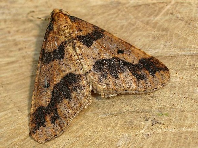 Mottled Umber &copy; 