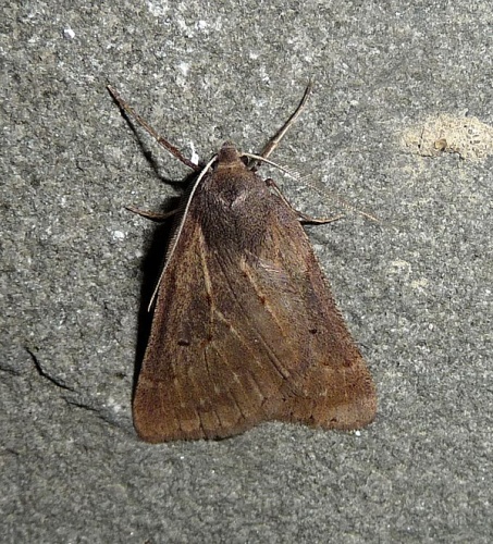 Chemerina caliginearia &copy; <a rel="nofollow" class="external text" href="https://www.flickr.com/people/43272765@N04">gailhampshire</a> from Cradley, Malvern, U.K