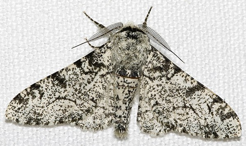 Peppered moth © <a href="//commons.wikimedia.org/wiki/User:Chiswick_Chap" title="User:Chiswick Chap">Chiswick Chap</a>