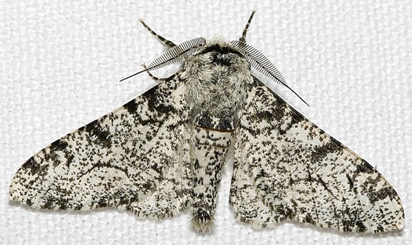 Peppered moth &copy; <a href="//commons.wikimedia.org/wiki/User:Chiswick_Chap" title="User:Chiswick Chap">Chiswick Chap</a>