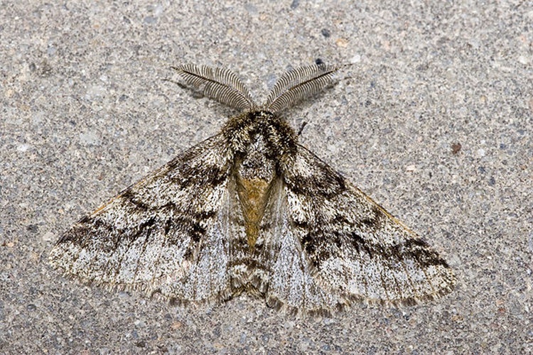 Brindled Beauty © <a href="//commons.wikimedia.org/wiki/User:Olei" title="User:Olei">Olei</a>