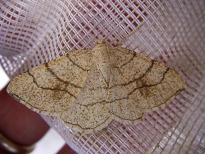 Adactylotis contaminaria &copy; <table style="width:100%; border:1px solid #aaa; background:#efd; text-align:center"><tbody><tr>
<td>
<a href="//commons.wikimedia.org/wiki/File:Lanius_pallidirostris.jpg" class="image"><img alt="Lanius pallidirostris.jpg" src="https://upload.wikimedia.org/wikipedia/commons/thumb/a/a2/Lanius_pallidirostris.jpg/55px-Lanius_pallidirostris.jpg" decoding="async" width="55" height="41" srcset="https://upload.wikimedia.org/wikipedia/commons/thumb/a/a2/Lanius_pallidirostris.jpg/83px-Lanius_pallidirostris.jpg 1.5x, https://upload.wikimedia.org/wikipedia/commons/thumb/a/a2/Lanius_pallidirostris.jpg/110px-Lanius_pallidirostris.jpg 2x" data-file-width="800" data-file-height="600"></a>
</td>
<td>This image is created by user <a rel="nofollow" class="external text" href="http://observado.org/user/photos/40330">Tim Adriaens</a> at <a rel="nofollow" class="external text" href="http://observado.org/">observado.org</a>, a global biodiversity recording project.
</td>
</tr></tbody></table>