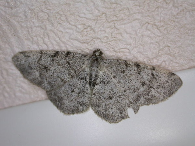 Aethalura punctulata © <a rel="nofollow" class="external text" href="https://www.flickr.com/people/25401497@N02">Donald Hobern</a> from Canberra, Australia