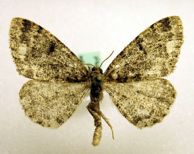 Parectropis similaria &copy; Marko Mutanen