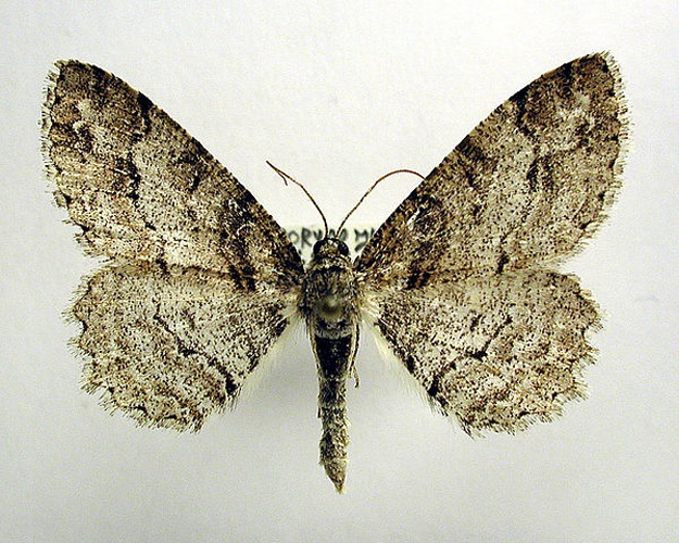 Paradarisa consonaria &copy; M. Virtala