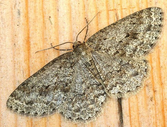 Engrailed &copy; 