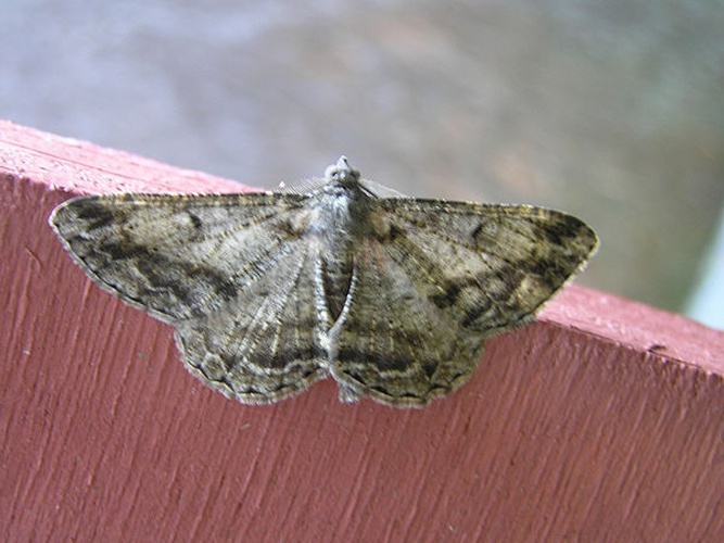 Mottled Beauty &copy; <a href="//commons.wikimedia.org/wiki/User:Fvlamoen" class="mw-redirect" title="User:Fvlamoen">Fvlamoen</a>