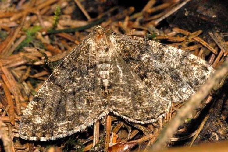 Deileptenia ribeata &copy; James K. Lindsey