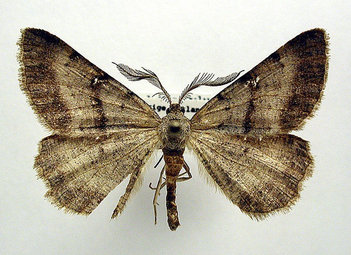 Selidosema brunnearia © M. Virtala