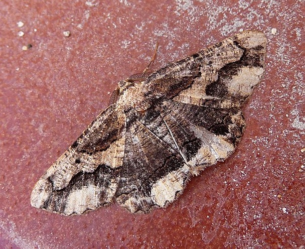 Menophra japygiaria © <a rel="nofollow" class="external text" href="https://www.flickr.com/people/43272765@N04">gailhampshire</a> from Cradley, Malvern, U.K