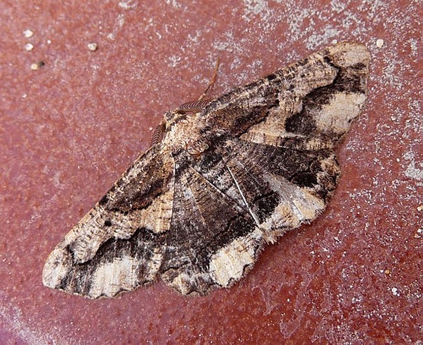 Menophra japygiaria &copy; <a rel="nofollow" class="external text" href="https://www.flickr.com/people/43272765@N04">gailhampshire</a> from Cradley, Malvern, U.K