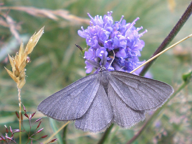 Crocota peletieraria © <a href="//commons.wikimedia.org/wiki/User:Hinox" title="User:Hinox">Joan Carles Hinojosa Galisteo</a>