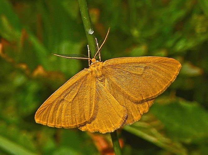 Crocota tinctaria © <a href="//commons.wikimedia.org/wiki/User:Hectonichus" title="User:Hectonichus">Hectonichus</a>