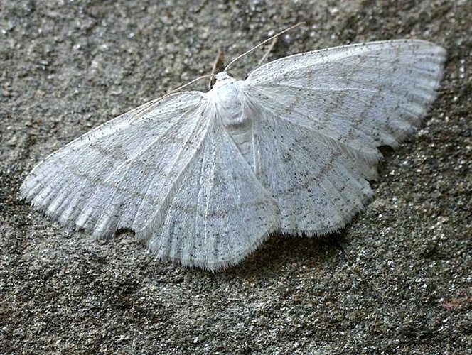 Common White Wave &copy; 