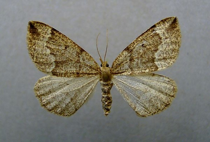 Pungeleria capreolaria &copy; <a href="//commons.wikimedia.org/wiki/User:Dumi" title="User:Dumi">Dumi</a>