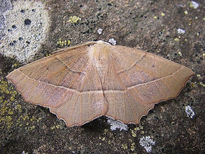 Campaea honoraria &copy; <table style="width:100%; border:1px solid #aaa; background:#efd; text-align:center"><tbody><tr>
<td>
<a href="//commons.wikimedia.org/wiki/File:Lanius_pallidirostris.jpg" class="image"><img alt="Lanius pallidirostris.jpg" src="https://upload.wikimedia.org/wikipedia/commons/thumb/a/a2/Lanius_pallidirostris.jpg/55px-Lanius_pallidirostris.jpg" decoding="async" width="55" height="41" srcset="https://upload.wikimedia.org/wikipedia/commons/thumb/a/a2/Lanius_pallidirostris.jpg/83px-Lanius_pallidirostris.jpg 1.5x, https://upload.wikimedia.org/wikipedia/commons/thumb/a/a2/Lanius_pallidirostris.jpg/110px-Lanius_pallidirostris.jpg 2x" data-file-width="800" data-file-height="600"></a>
</td>
<td>This image is created by user <a rel="nofollow" class="external text" href="http://observado.org/user/photos/40330">Tim Adriaens</a> at <a rel="nofollow" class="external text" href="http://observado.org/">observado.org</a>, a global biodiversity recording project.
</td>
</tr></tbody></table>