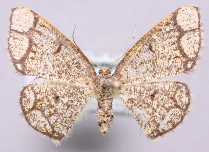 Stegania cararia &copy; Marko Mutanen