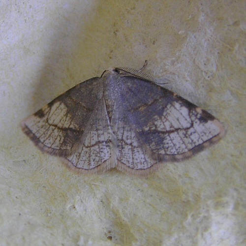 Stegania trimaculata © <a href="//commons.wikimedia.org/wiki/User:Fvlamoen" class="mw-redirect" title="User:Fvlamoen">Fvlamoen</a>