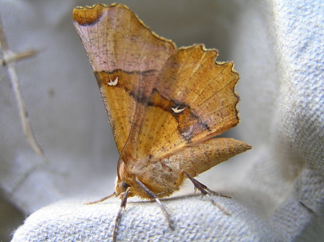 Selenia lunularia &copy; <a href="//commons.wikimedia.org/wiki/User:Fvlamoen" class="mw-redirect" title="User:Fvlamoen">Fvlamoen</a>