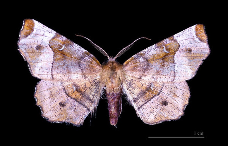 Purple Thorn © <a href="//commons.wikimedia.org/wiki/User:Archaeodontosaurus" title="User:Archaeodontosaurus">Didier Descouens</a>