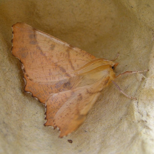 Ennomos autumnaria © <a href="//commons.wikimedia.org/wiki/User:Fvlamoen" class="mw-redirect" title="User:Fvlamoen">Fvlamoen</a>