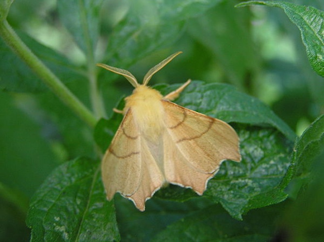 Ennomos erosaria © <a href="//commons.wikimedia.org/wiki/User:Fvlamoen" class="mw-redirect" title="User:Fvlamoen">Fvlamoen</a>