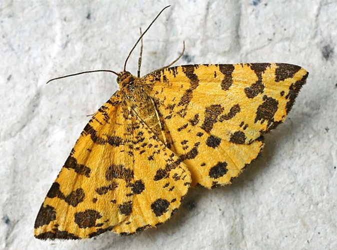 Pseudopanthera macularia &copy; 