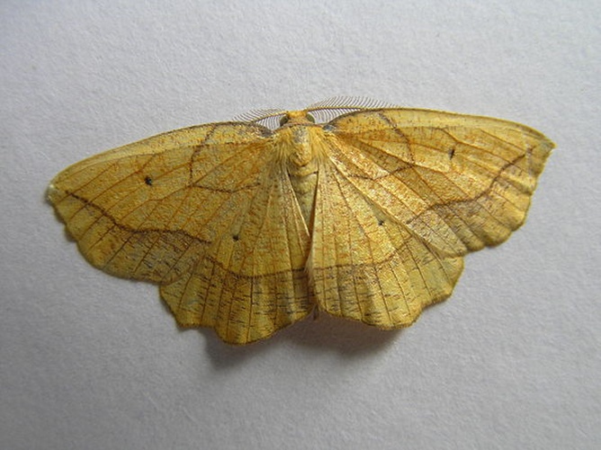 Epione repandaria © <a href="//commons.wikimedia.org/wiki/User:Fvlamoen" class="mw-redirect" title="User:Fvlamoen">Fvlamoen</a>