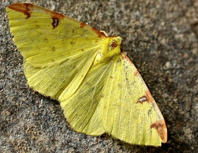 Brimstone moth &copy; 