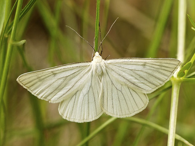 Siona lineata © <a href="//commons.wikimedia.org/wiki/User:LC-de" title="User:LC-de">Jörg Hempel</a>