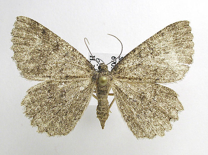 Charissa obscurata &copy; M. Viratala