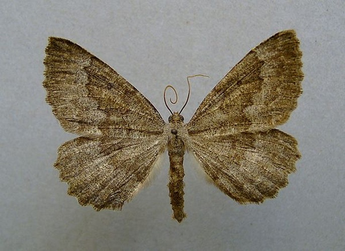 Gnophos furvata &copy; <a href="//commons.wikimedia.org/wiki/User:Dumi" title="User:Dumi">Dumi</a>