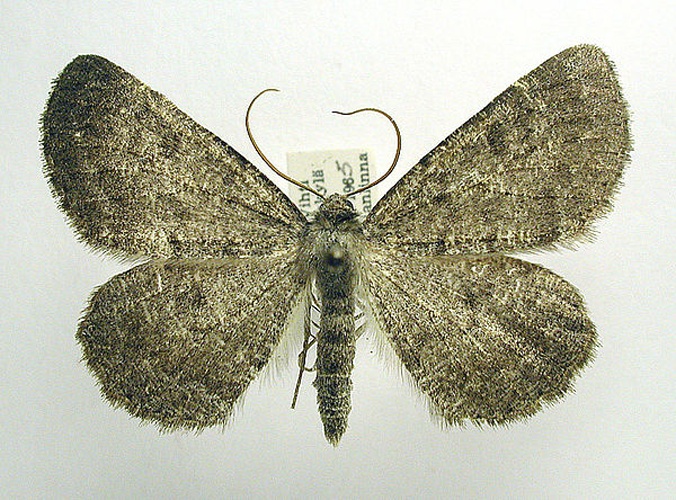 Gnophos obfuscata &copy; M. Virtala