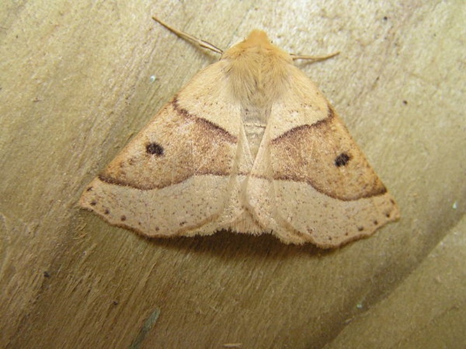 Scalloped Oak © <a href="//commons.wikimedia.org/wiki/User:Fvlamoen" class="mw-redirect" title="User:Fvlamoen">Fvlamoen</a>