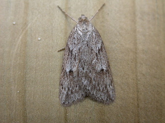 Pachycnemia hippocastanaria &copy; <a rel="nofollow" class="external text" href="https://www.flickr.com/people/25401497@N02">Donald Hobern</a>