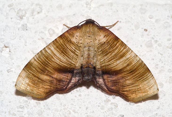 Plagodis dolabraria © <a href="//commons.wikimedia.org/wiki/User:Kulac" title="User:Kulac">Kulac</a>