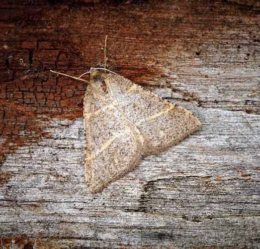 Petrophora narbonea © <a rel="nofollow" class="external text" href="https://www.flickr.com/people/33398884@N03">Ben Sale</a> from UK