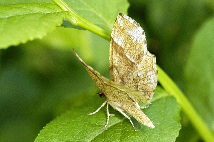 Cepphis advenaria &copy; James K. Lindsey