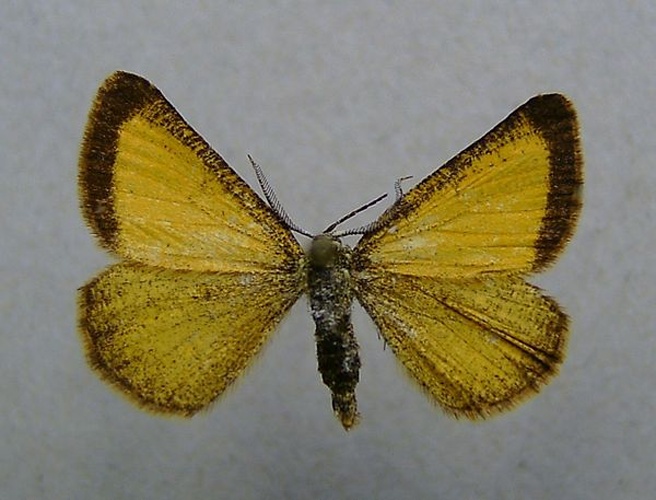 Isturgia limbaria &copy; <a href="//commons.wikimedia.org/wiki/User:Dumi" title="User:Dumi">Dumi</a>