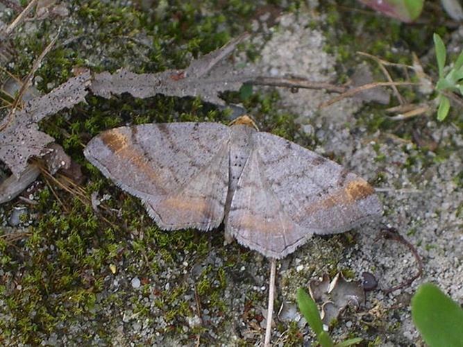 Macaria liturata &copy; <a href="https://en.wikipedia.org/wiki/nl:User:Vermeer" class="extiw" title="w:nl:User:Vermeer">Vermeer</a> at <a href="https://en.wikipedia.org/wiki/nl:" class="extiw" title="w:nl:">Dutch Wikipedia</a>