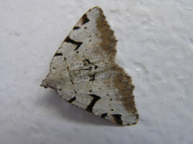 Macaria wauaria &copy; <a href="//commons.wikimedia.org/wiki/User:Fvlamoen" class="mw-redirect" title="User:Fvlamoen">Fvlamoen</a>