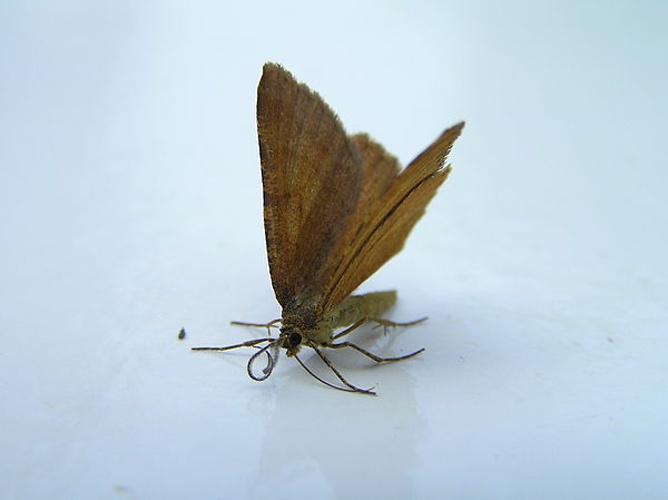 Macaria brunneata &copy; <a href="//commons.wikimedia.org/wiki/User:Fvlamoen" class="mw-redirect" title="User:Fvlamoen">Fvlamoen</a>