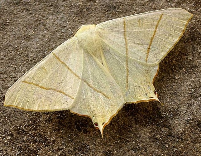 Swallow-tailed Moth © 