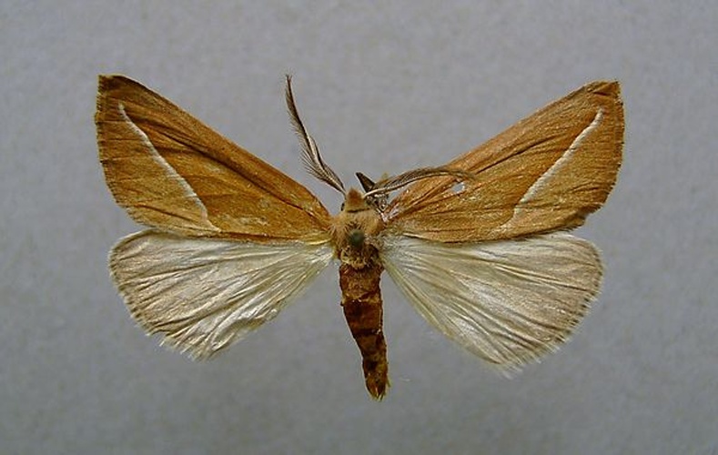  &copy; <a href="//commons.wikimedia.org/wiki/User:Dumi" title="User:Dumi">Dumi</a>