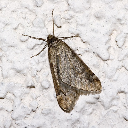 March Moth © picture taken by <a href="https://de.wikipedia.org/wiki/User:olei" class="extiw" title="de:User:olei">Olaf Leillinger</a>